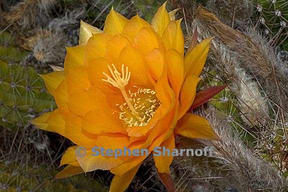 echinopsis huascha 3 graphic